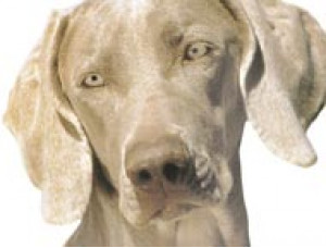 Der Weimaraner